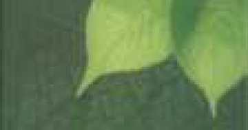 2548