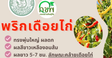 พริกเดือยไก่