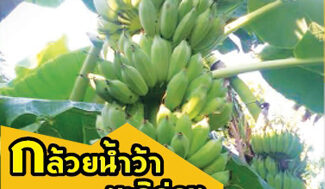 กล้วยน้ำว้ามะลิอ่อง