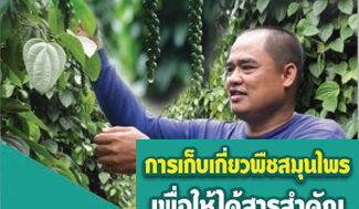 การเก็บเกี่ยวพืชสมุนไพรเพื่อให้ได้สารสำคัญ