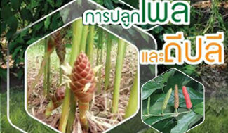 การปลูกไพลและดีปลี