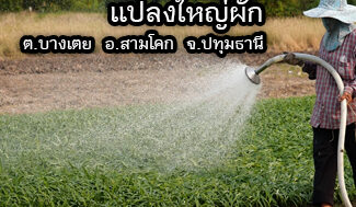 เกษตรมิติใหม่ 65 ep 19 : แปลงใหญ่ผัก ต.บางเตย อ.สามโคก จ.ปทุมธานี