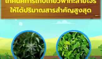 เทคนิคการเก็บเกี่ยวฟ้าทะลายโจรให้ได้ปริมาณสารสำคัญสูงสุด
