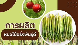 การผลิตหน่อไม้ฝรั่งพันธุ์ดี