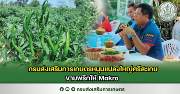 กรมส่งเสริมการเกษตรหนุนแปลงใหญ่ศรีสะเกษขายพริกให้ Makro