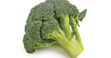 Broccoli