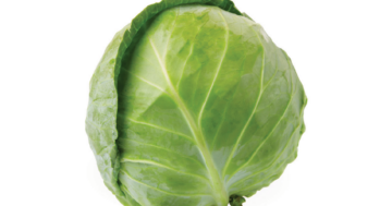 Cabbage