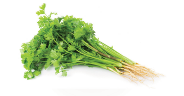 Coriander