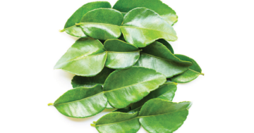 Leech Lime Leaf