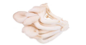 Oyster Mushroom