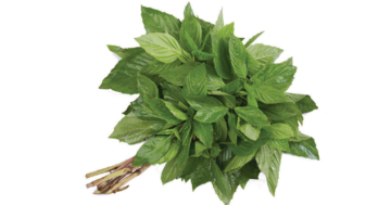 Sweet Basil