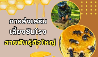 การส่งเสริมเลี้ยงชันโรงสายพันธุ์ตัวใหญ่