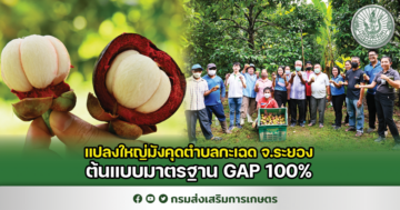 แปลงใหญ่มังคุดตำบลกะเฉด จ.ระยอง ต้นแบบมาตรฐาน GAP 100%