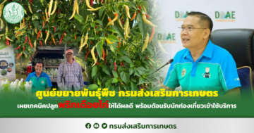 ศูนย์ขยายพันธุ์พืช กรมส่งเสริมการเกษตร เผยเทคนิคปลูกพริกเดือยไก่ให้ได้ผลดี พร้อมต้อนรับนักท่องเที่ยวเข้าใช้บริการ