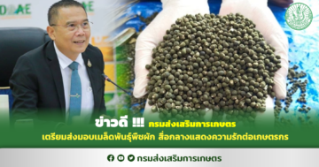 ข่าวดี ! กรมส่งเสริมการเกษตรเตรียมส่งมอบเมล็ดพันธุ์พืชผัก สื่อกลางแสดงความรักต่อเกษตรกร