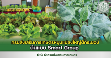 กรมส่งเสริมการเกษตรหนุนแปลงใหญ่ผักระยองต้นแบบ Smart Group