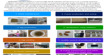 Sterile Insect Technique (SIT)