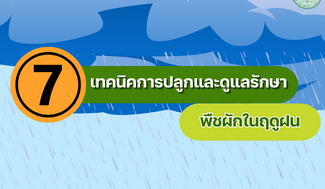 7 เทคนิคการปลูกและดูแลรักษาพืชผักในฤดูฝน