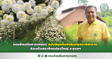 กรมส่งเสริมการเกษตรสนับสนุนต้นพันธุ์เบญจมาศสะอาด ส่งเสริมสมาชิกแปลงใหญ่ จ.อุบลฯ