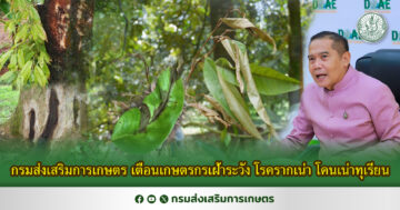 กรมส่งเสริมการเกษตร เตือนเกษตรกรเฝ้าระวัง โรครากเน่า โคนเน่าทุเรียน