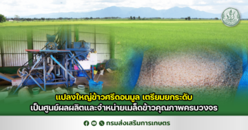 แปลงใหญ่ข้าวศรีดอนมูลเตรียมยกระดับเป็นศูนย์ผลผลิตและจำหน่ายเมล็ดข้าวคุณภาพครบวงจร