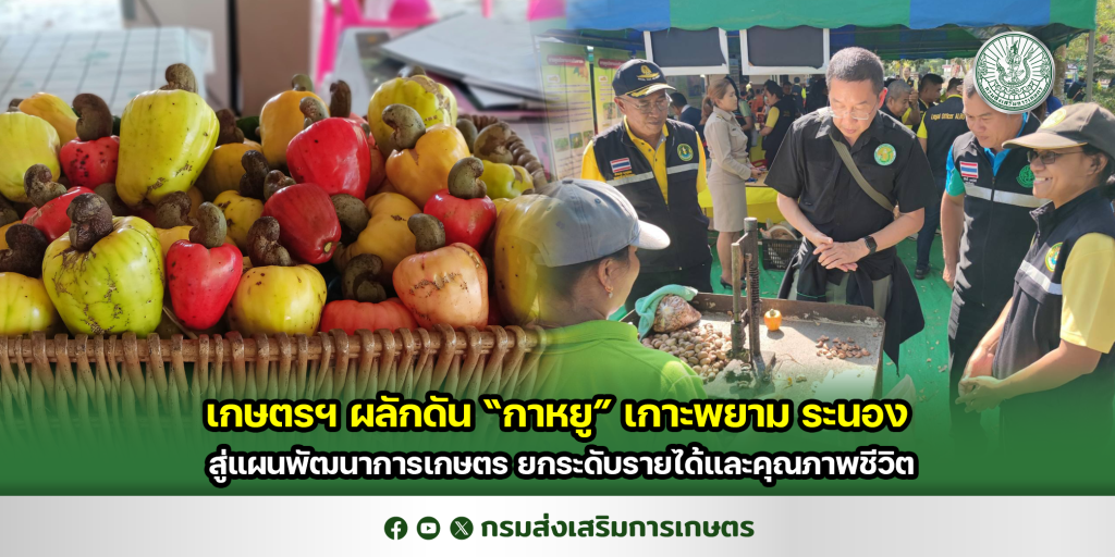 เกษตร ผลักดัน กาหยู