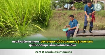 กรมส่งเสริมการเกษตร ขยายผลงานวิจัยแหนแดงสู่เกษตรกร มุ่งเป้าลดต้นทุน เพิ่มผลผลิตอย่างได้ผล