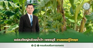 แปลงใหญ่กล้วยน้ำว้า เพชรบุรี วางแผนกู้วิกฤต