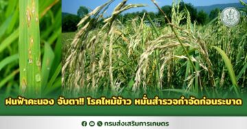 ฝนฟ้าคะนอง จับตา!! โรคไหม้ข้าว หมั่นสำรวจกำจัดก่อนระบาด