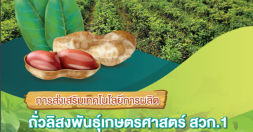 การส่งเสริมเทคโนโลยีการผลิต
ถั่วลิสงพันธุ์เกษตรศาสตร์ สวก.1
(การนำ เทคโนโลยีไปใช้ประโยชน์ในพื้นที่ภาคตะวันออกเฉียงเหนือ)