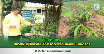 คืบหน้า 90% ขยายพันธุ์มันสำปะหลังสะอาด พร้อมส่งมอบเกษตรกร