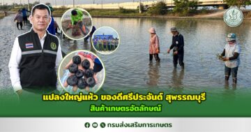 แปลงใหญ่แห้ว ของดีศรีประจันต์ สุพรรณบุรี สินค้าเกษตรอัตลักษณ์