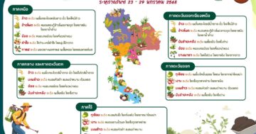 เตือนเฝ้าระวังการระบาดศัตรูพืช ช่วงวันที่ 23 – 29 มกราคม 2568