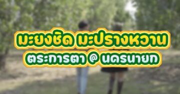 เตรียมพบกับ…งานเกษตรนครนายก ประจำปี 2568 “มะยงชิด มะปรางหวาน ตระการตา @ นครนายก”