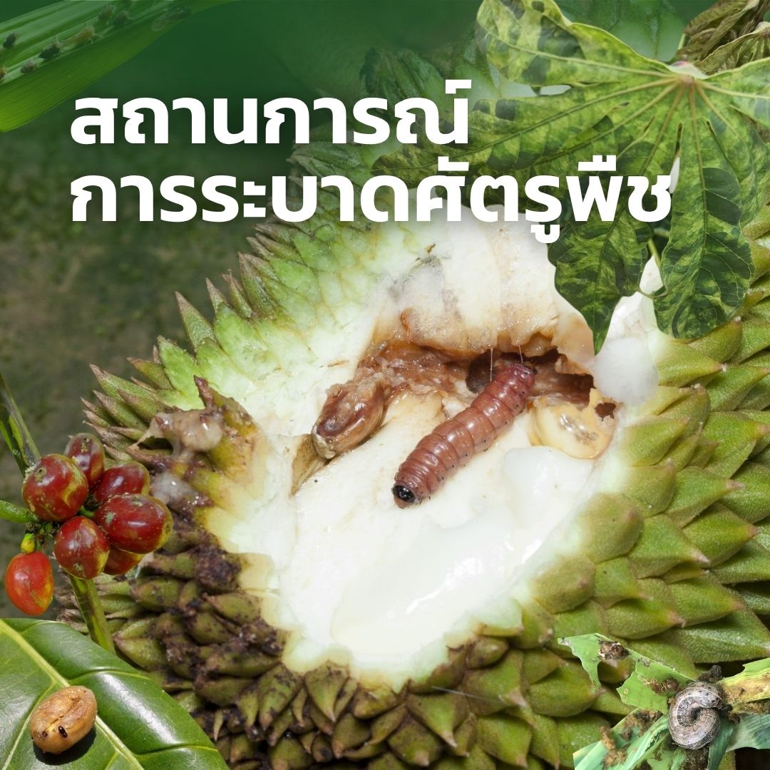 img-การระบาดศัตรูพืช-2568