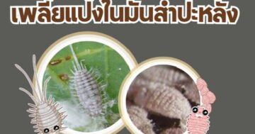 เพลี้ยแป้งมันสำปะหลัง