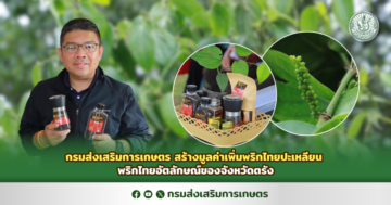 กรมส่งเสริมการเกษตร สร้างมูลค่าเพิ่มพริกไทยปะเหลียน พริกไทยอัตลักษณ์ของจังหวัดตรัง