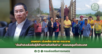 เกษตรฯ เร่งผลิต–ขยาย–กระจาย “มันสำปะหลังพันธุ์ดีต้านทานโรคใบด่าง” ครอบคลุมทั่วประเทศ