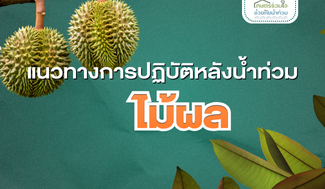 แนวทางการปฏิบัติหลังน้ำท่วม : ไม้ผล