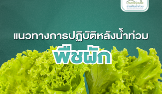 แนวทางการปฏิบัติหลังน้ำท่วม : พืชผัก