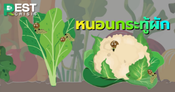 หนอนกระทู้ผัก แมลงศัตรูพืชตัวฉกาจทำลายพืชผักตระกูลกะหล่ำ