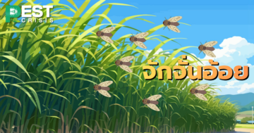 จักจั่นอ้อย แมลงตัวเล็ก แฝงตัวทำลายผลผลิตในระดับเศรษฐกิจ