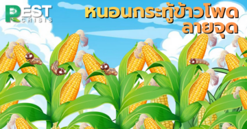หนอนกระทู้ข้าวโพดลายจุด ภัยเงียบที่ร้ายแรงของไร่ข้าวโพด