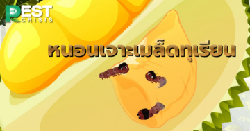 หนอนเจาะเมล็ดทุเรียน ภัยร้ายของเกษตรกรชาวสวนทุเรียน