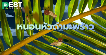 หนอนหัวดำมะพร้าว ศัตรูตัวร้ายที่ชาวสวนมะพร้าวต้องระวัง