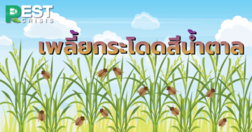 เพลี้ยกระโดดสีน้ำตาล ศัตรูพืชที่ชาวนาต้องระวัง