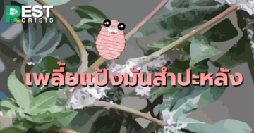 เพลี้ยแป้งมันสำปะหลัง ศัตรูตัวร้ายของมันสำปะหลัง