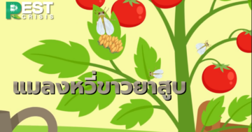 แมลงหวี่ขาวยาสูบ ศัตรูพืชที่ระบาดทั่วทุกมุมโลก