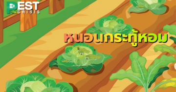 หนอนกระทู้หอม จอมทำลายพืชผักและไม้ดอกนานาชนิด