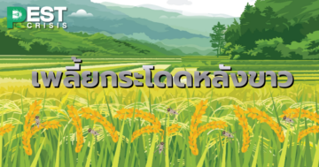 เพลิ้ยกระโดดหลังขาว ศัตรูพืชตัวร้ายทำลายข้าว